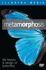 Watch Metamorphosis: The Beauty and Design of Butterflies 1channel