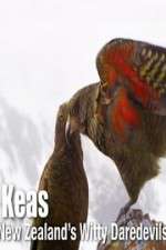 Watch Keas: New Zealand\'s Witty Daredevils 1channel