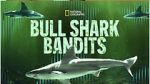 Watch Bull Shark Bandits 1channel