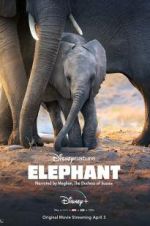 Watch Elephant 1channel