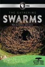 Watch Nature The Gathering Swarms 1channel