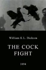 Watch The Cock Fight 1channel