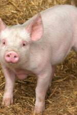 Watch Patent For A Pig: The Big Business of Genetics 1channel