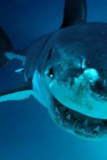 Watch National Geographic. Shark attacks investigated 1channel