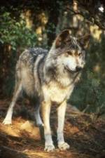 Watch National Geographic Wild - Inside the Wolf Pack 1channel