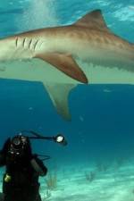 Watch Dive To Tiger Shark Central 1channel