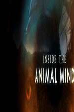Watch Inside the Animal Mind 1channel