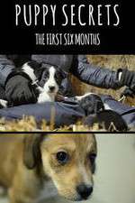 Watch Puppy Secrets: The First Six Months 1channel