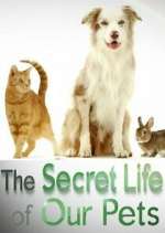 Watch The Secret Life of Our Pets 1channel