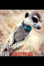 Watch Animals with Cameras 1channel