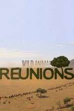 Watch Wild Animal Reunions 1channel