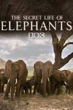 Watch The Secret Life of Elephants 1channel