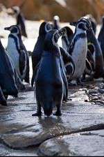 Watch Meet the Penguins 1channel