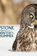 Watch Yellowstone Wildest Winter to Blazing Summer 1channel