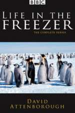 Watch Life in the Freezer 1channel