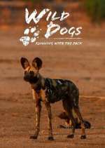 Watch Wild Dogs: Running with the Pack 1channel