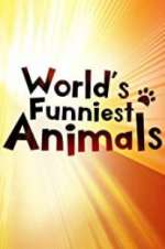 Watch The World\'s Funniest Animals 1channel