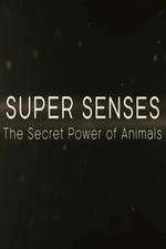 Watch Super Senses The Secret Power of Animals 1channel