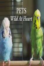 Watch Pets - Wild at Heart 1channel