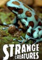 Watch Strange Creatures 1channel