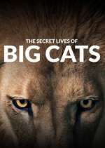 Watch The Secret Lives of Big Cats 1channel