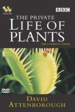 Watch The Private Life of Plants 1channel