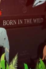 Watch Born In The Wild 1channel