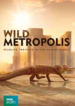Watch Wild Metropolis 1channel