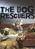 Watch The Dog Rescuers with Alan Davies 1channel