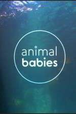 Watch Animal Babies 1channel