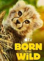 Born to Be Wild 1channel