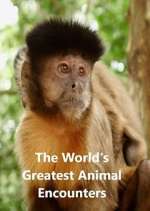 Watch World's Greatest Animal Encounters 1channel