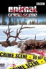 Watch Animal Crime Scene 1channel