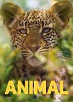 Watch Animal 1channel