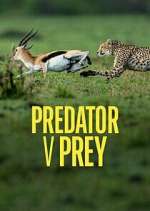 Watch Predator v Prey 1channel