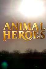 Watch Animal Heroes 1channel