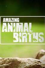 Watch Amazing Animal Births 1channel