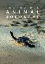 Watch Incredible Animal Journeys 1channel