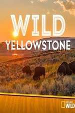 Watch Wild Yellowstone 1channel