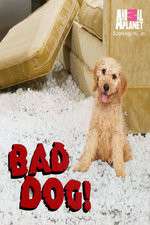 Watch Bad Dog! 1channel