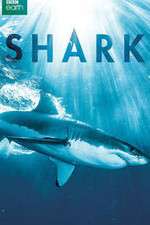 Watch Shark 1channel