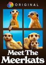 Watch Meet the Meerkats 1channel