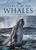 Watch Secrets of the Whales 1channel
