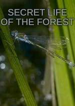 Watch Secret Life of the Forest 1channel