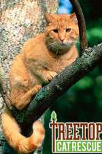 Watch Treetop Cat Rescue 1channel