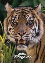 Watch Inside Taronga Zoo 1channel