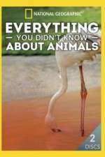 Watch Everything You Didnt Know About Animals 1channel